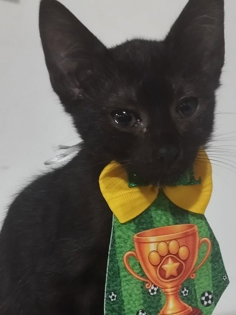 Banguela, gato de porte médio para adoção em Vila Velha - ES