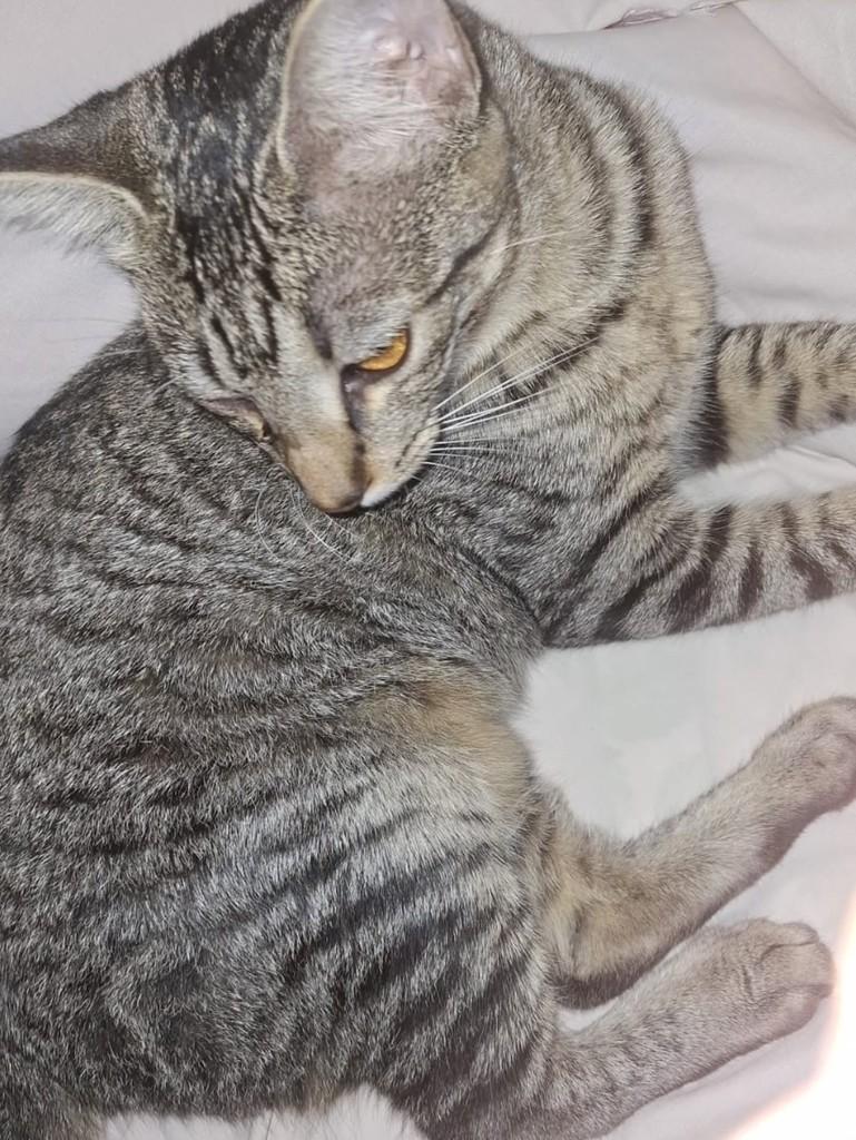 Ananda, gata de porte médio para adoção em Vila Velha - ES