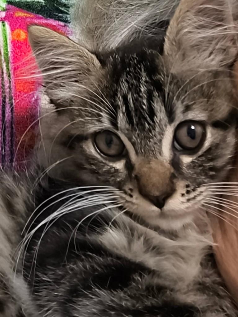 Jamil, gato de porte médio para adoção em Vila Velha - ES