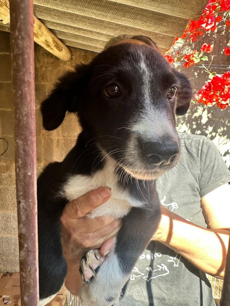 Gabriel, cachorro de porte médio para adoção em Vila Velha - ES