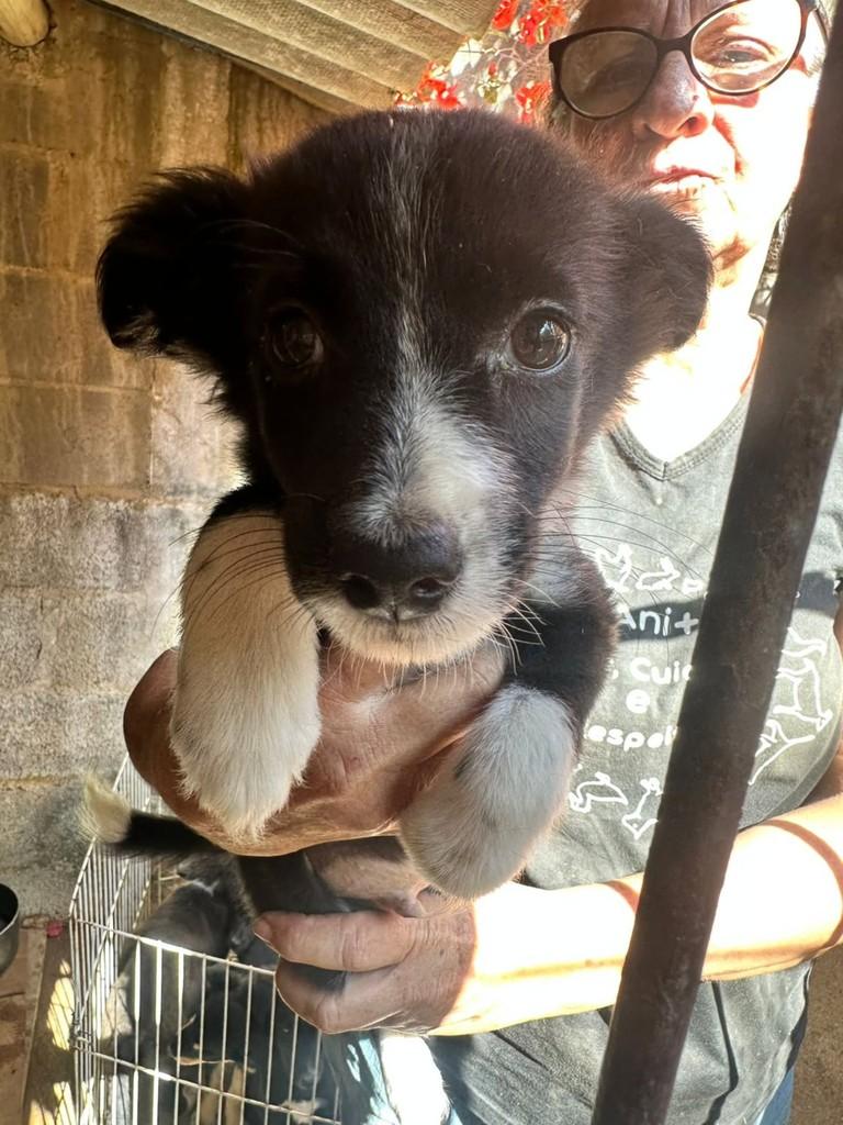 Rafael, cachorro de porte médio para adoção em Vila Velha - ES