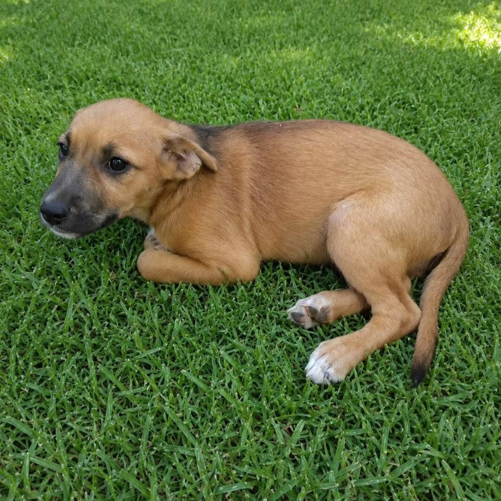 Paçoca, cachorro de porte médio para adoção em Vila Velha - ES