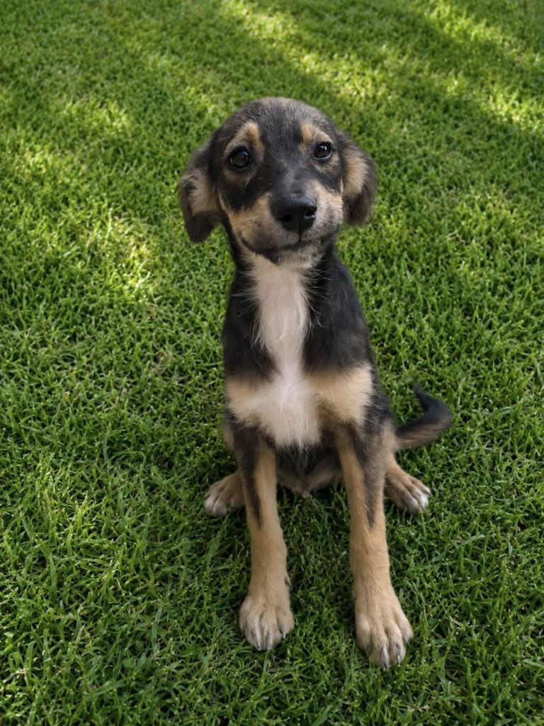 Suzy, cadela de porte médio para adoção em Vila Velha - ES
