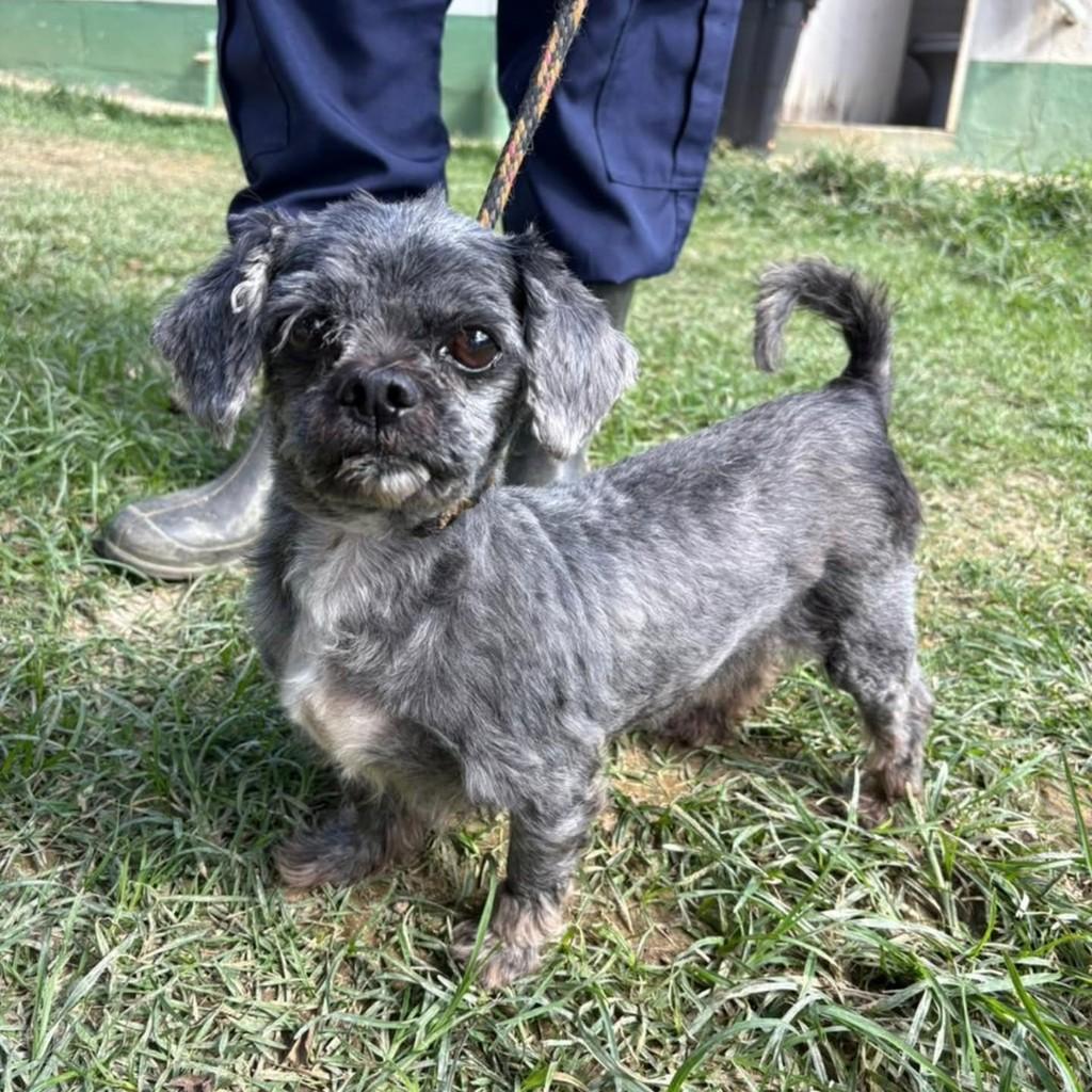 Thor, cachorro de porte pequeno para adoção em Vila Velha - ES