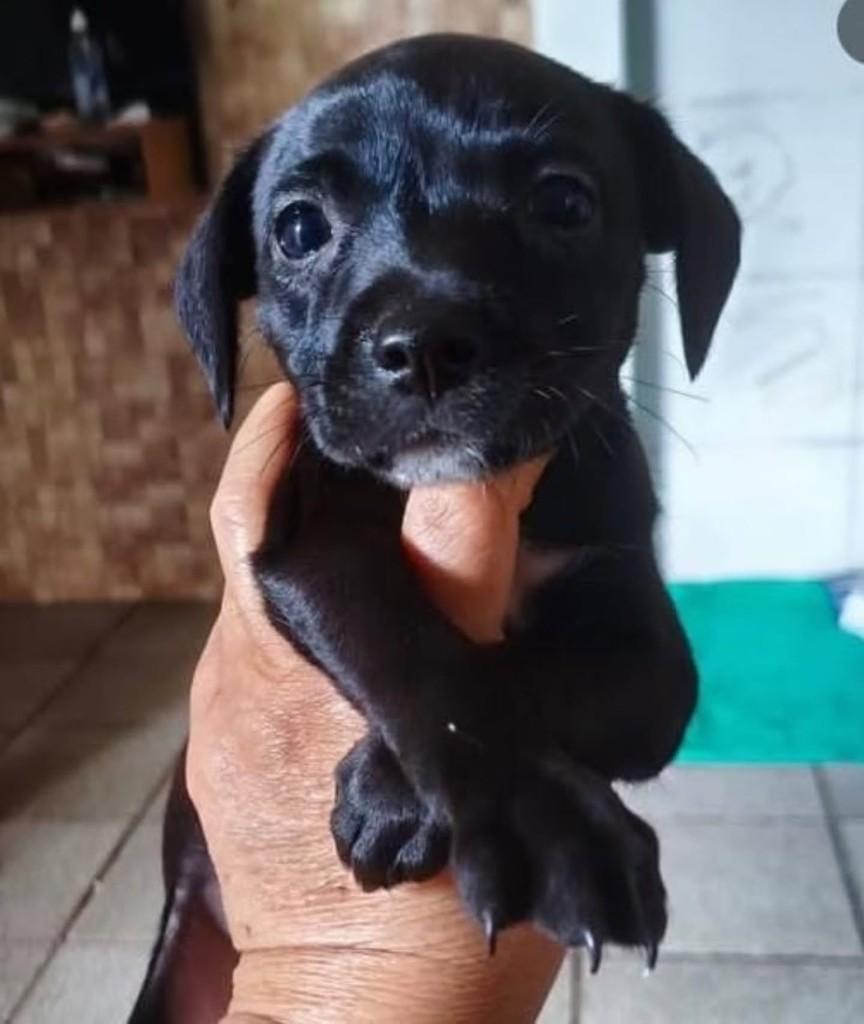 Mia, cadela de porte médio para adoção em Vila Velha - ES
