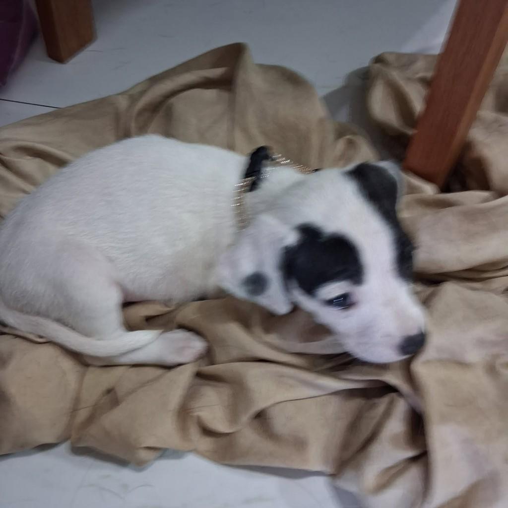 Sara, cadela de porte médio para adoção em Vila Velha - ES