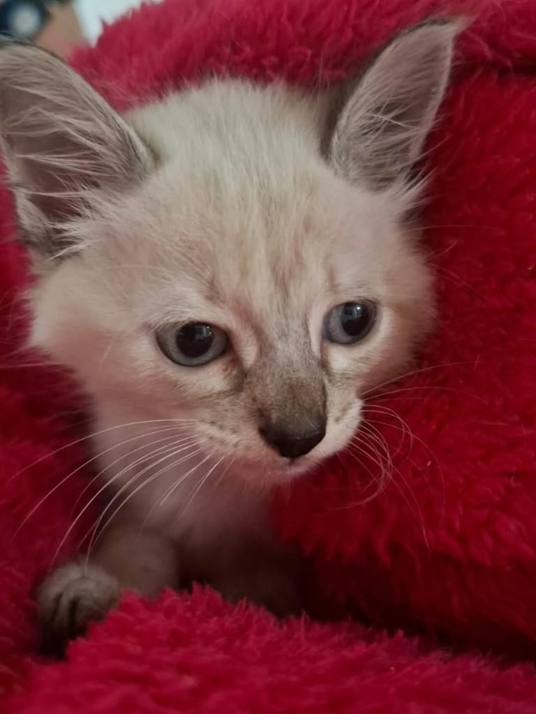Chloé, gata de porte médio para adoção em Vila Velha - ES