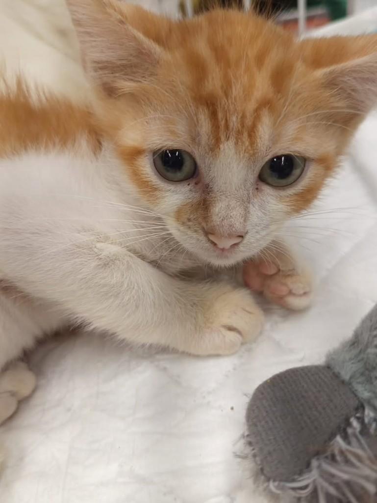 Martin, gato de porte médio para adoção em Vila Velha - ES