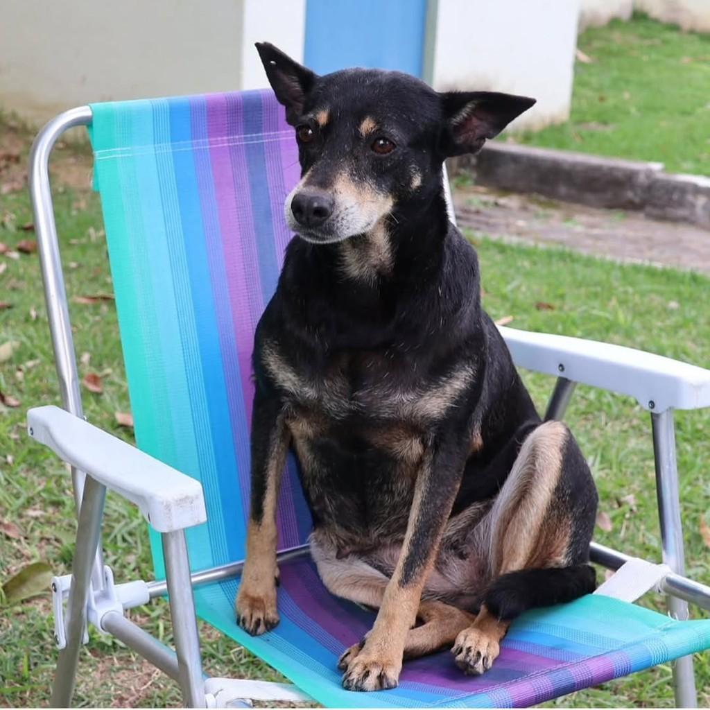 Pitty, cadela de porte médio para adoção em Vila Velha - ES
