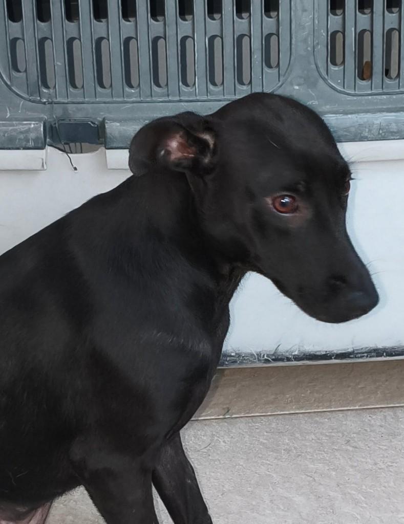 Nina, cadela de porte pequeno para adoção em Vila Velha - ES