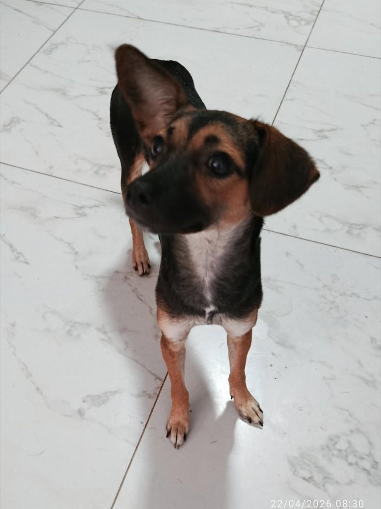 Paçoca, cadela de porte pequeno para adoção em Vila Velha - ES
