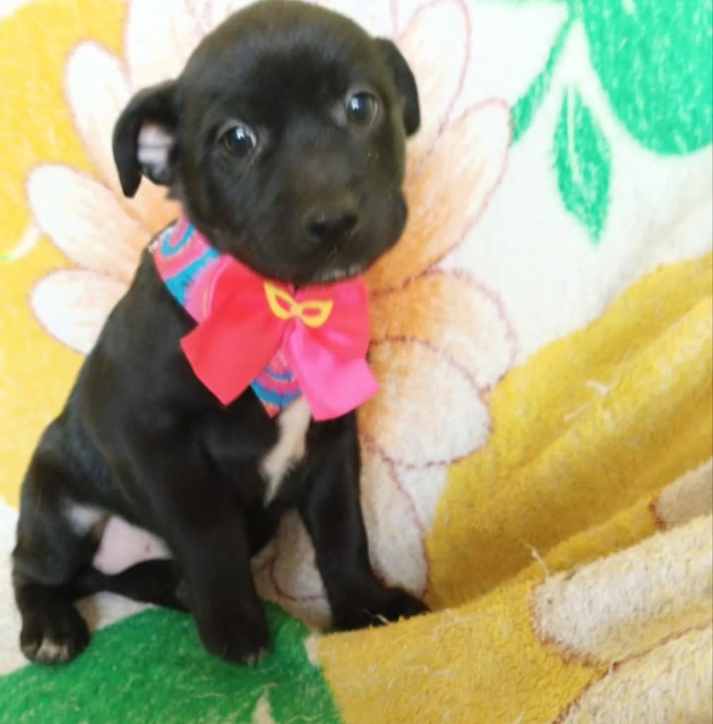 Frida, cadela de porte médio para adoção em Vila Velha - ES