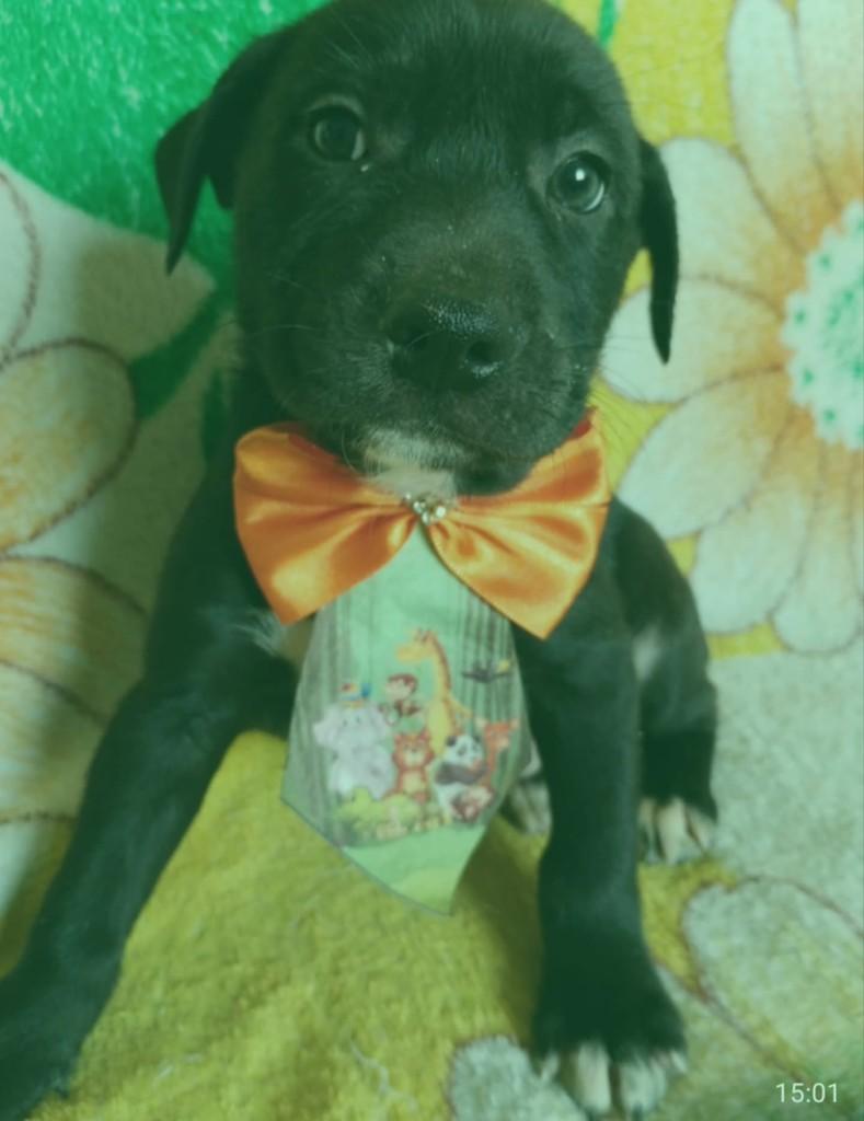 Bono, cachorro de porte médio para adoção em Vila Velha - ES