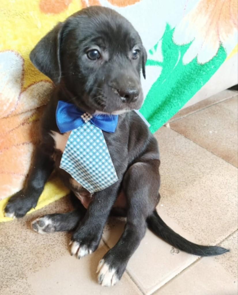 Cadu, cachorro de porte médio para adoção em Vila Velha - ES