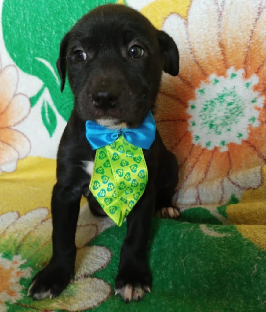 Toddy, cachorro de porte médio para adoção em Vila Velha - ES