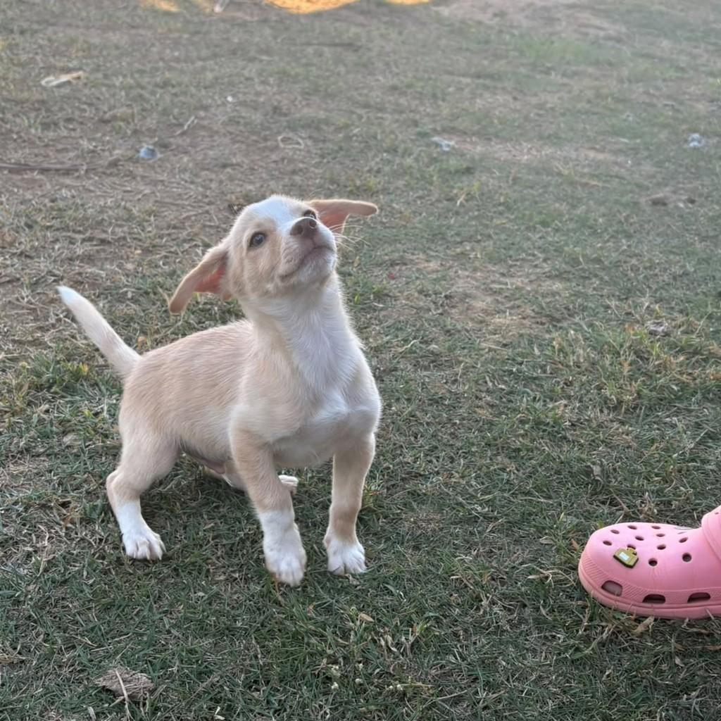 Ximbinha, cachorro de porte médio para adoção em Vila Velha - ES