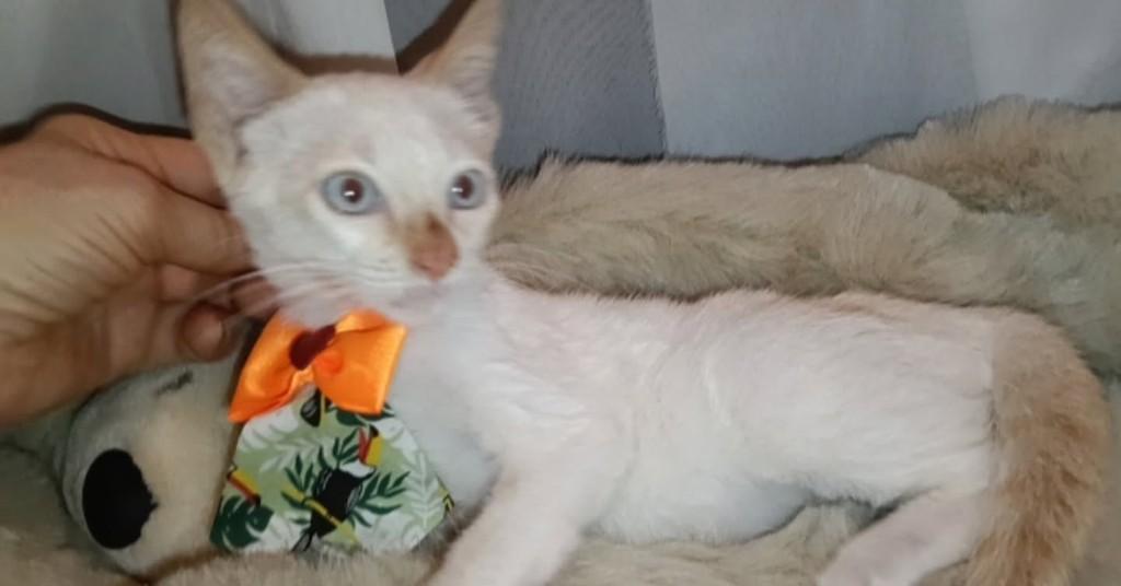 Branquelo, gato de porte pequeno para adoção em Vila Velha - ES