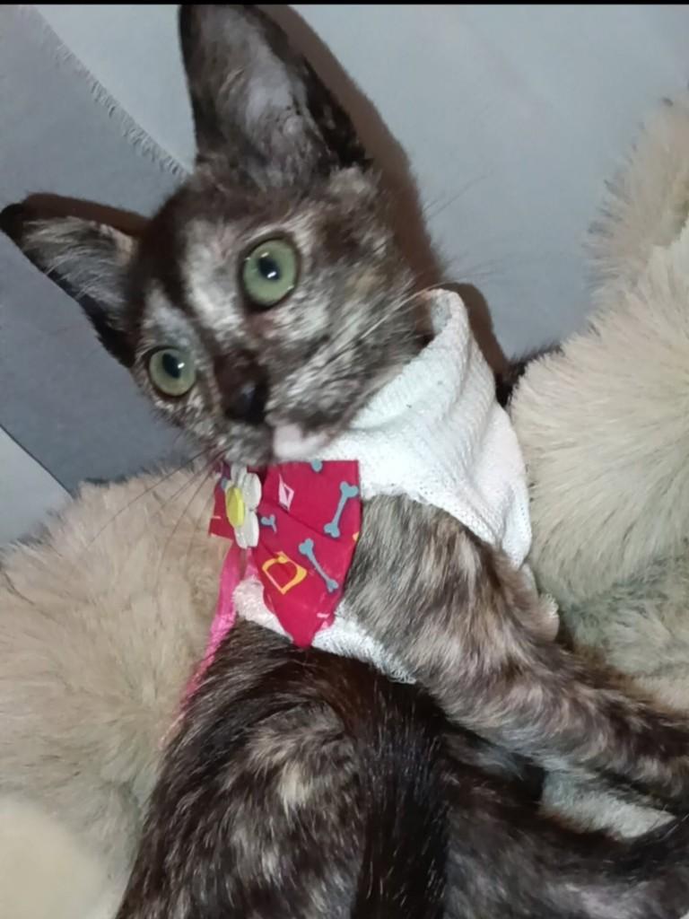 Pri, gata de porte médio para adoção em Vila Velha - ES