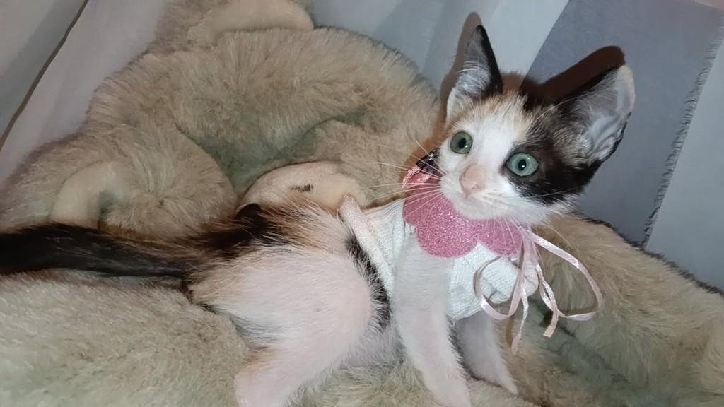 Priscila, gata de porte médio para adoção em Vila Velha - ES