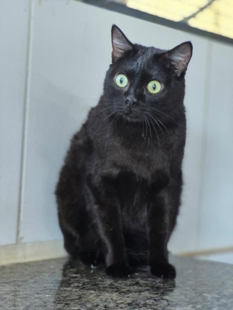 Monique, gata de porte médio para adoção em Vila Velha - ES