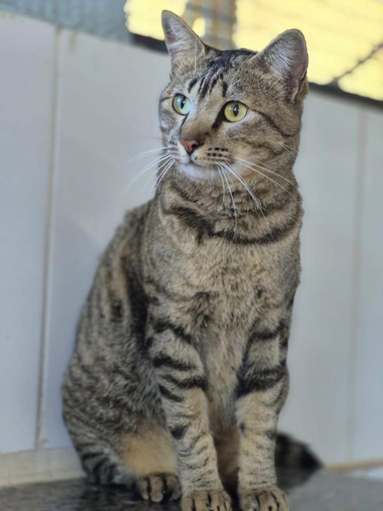 Sansao, gato de porte médio para adoção em Vila Velha - ES