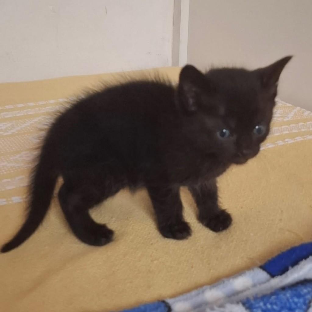 Zulu, gato de porte médio para adoção em Vila Velha - ES