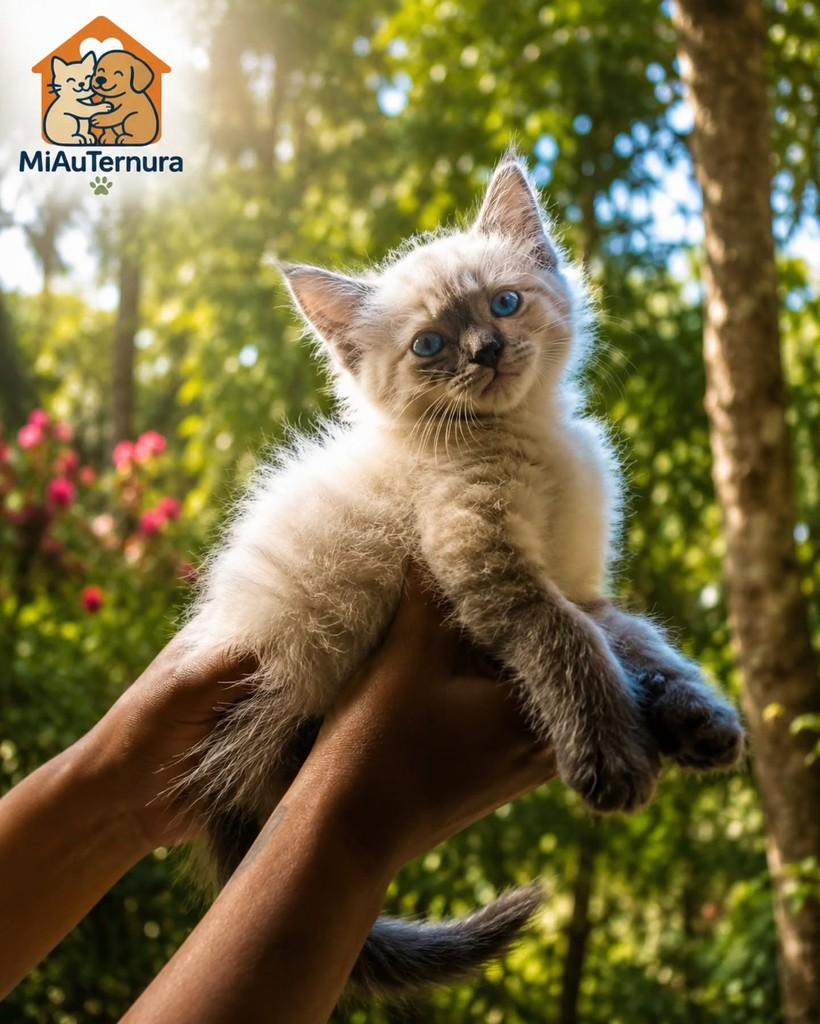 Calado, gato de porte médio para adoção em Vila Velha - ES