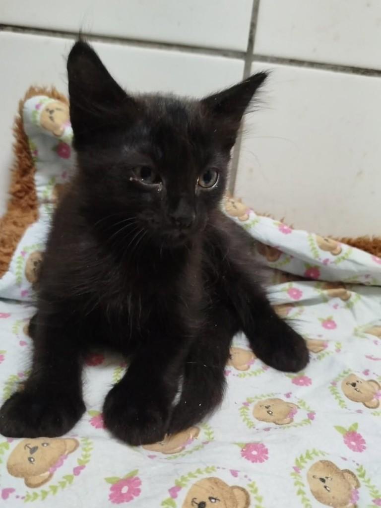 Togo, gato de porte médio para adoção em Vila Velha - ES