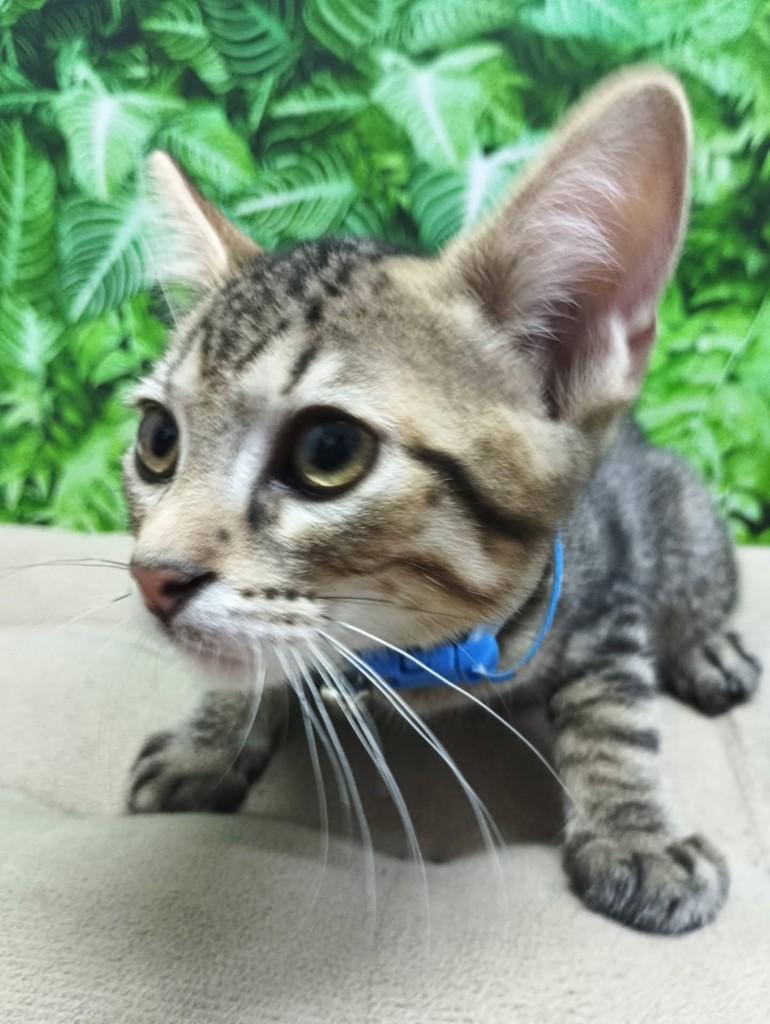 Chico, gato de porte médio para adoção em Vila Velha - ES