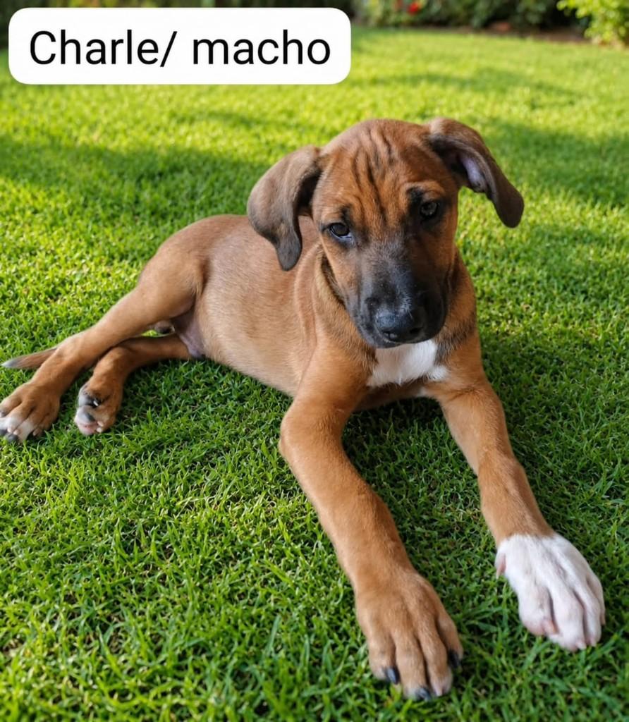 Charle, cachorro de porte médio para adoção em Vila Velha - ES