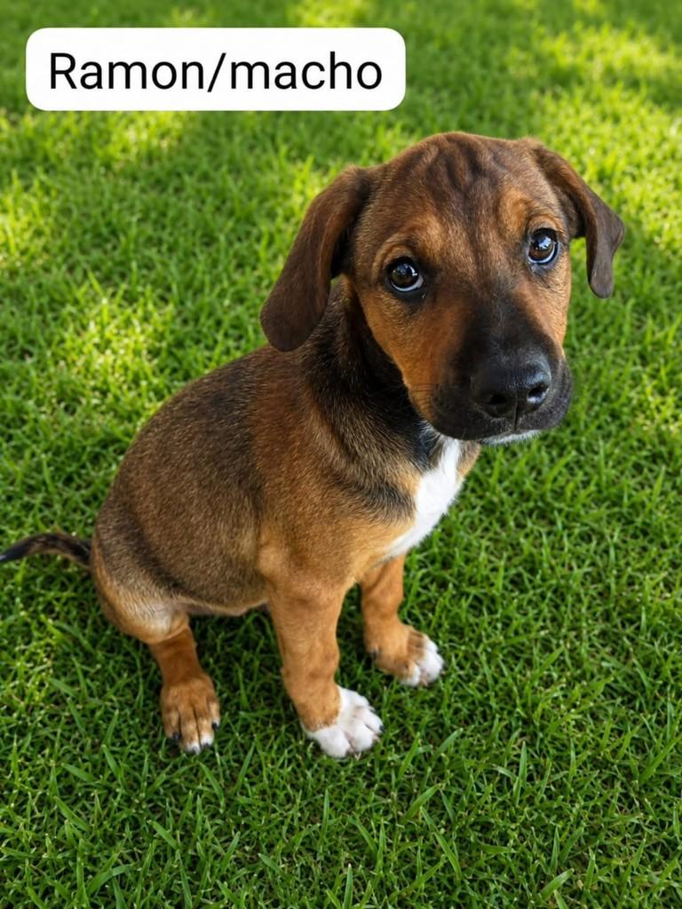 Ramon, cachorro de porte médio para adoção em Vila Velha - ES