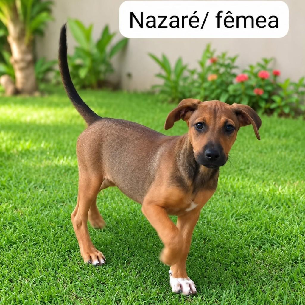 Nazaré, cadela de porte médio para adoção em Vila Velha - ES