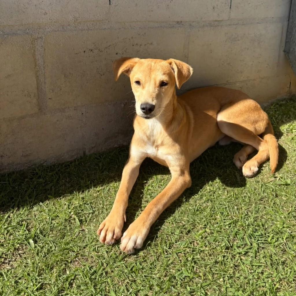 Pudim, cachorro de porte médio para adoção em Vila Velha - ES