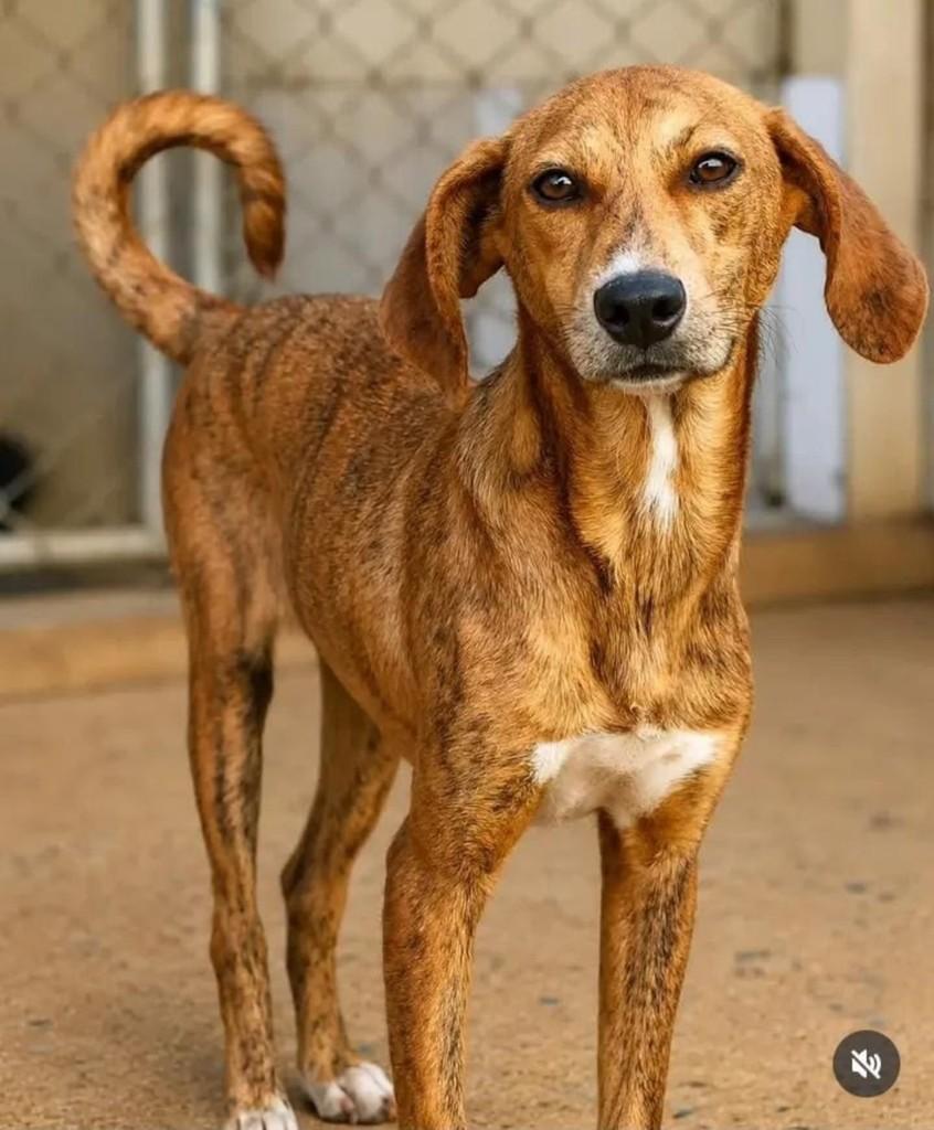 Claudinho, cachorro de porte médio para adoção em Vila Velha - ES