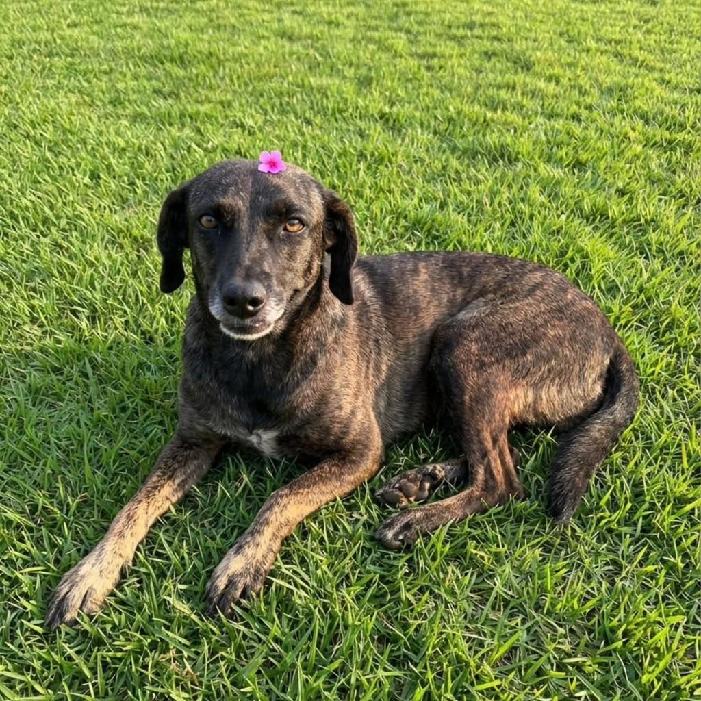 Bibita, cadela de porte pequeno para adoção em Vila Velha - ES