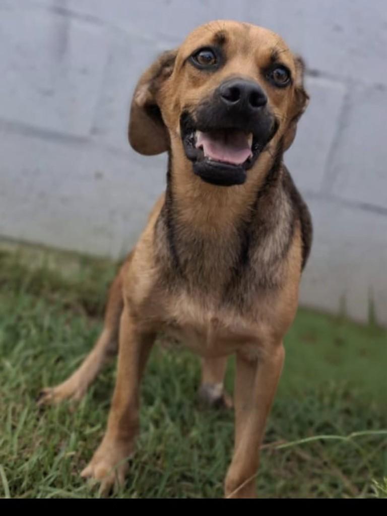 Vitreo, cachorro de porte médio para adoção em Vila Velha - ES