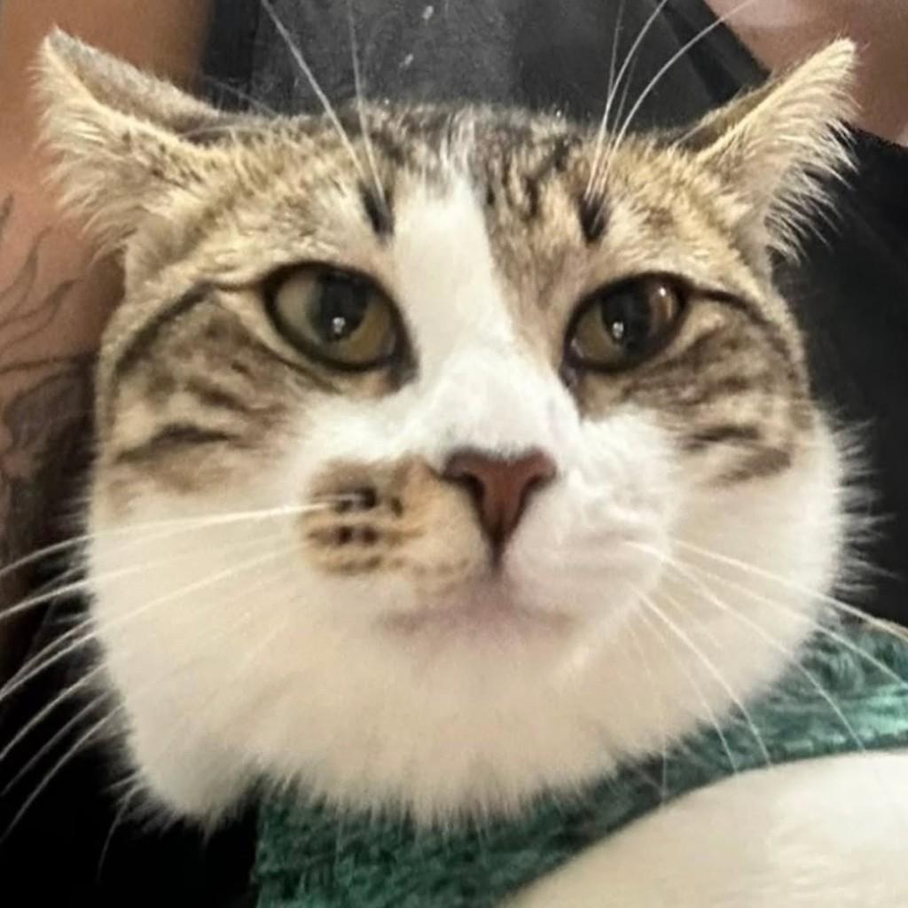 Jade, gata de porte médio para adoção em Vila Velha - ES