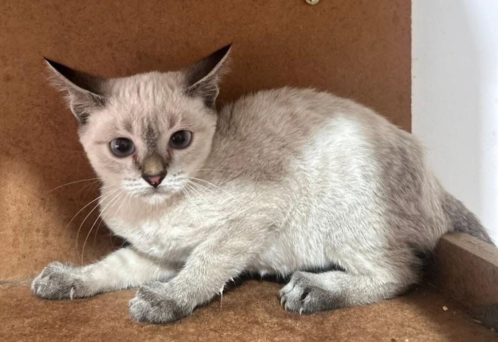 Pimenta, gato de porte médio para adoção em Vila Velha - ES