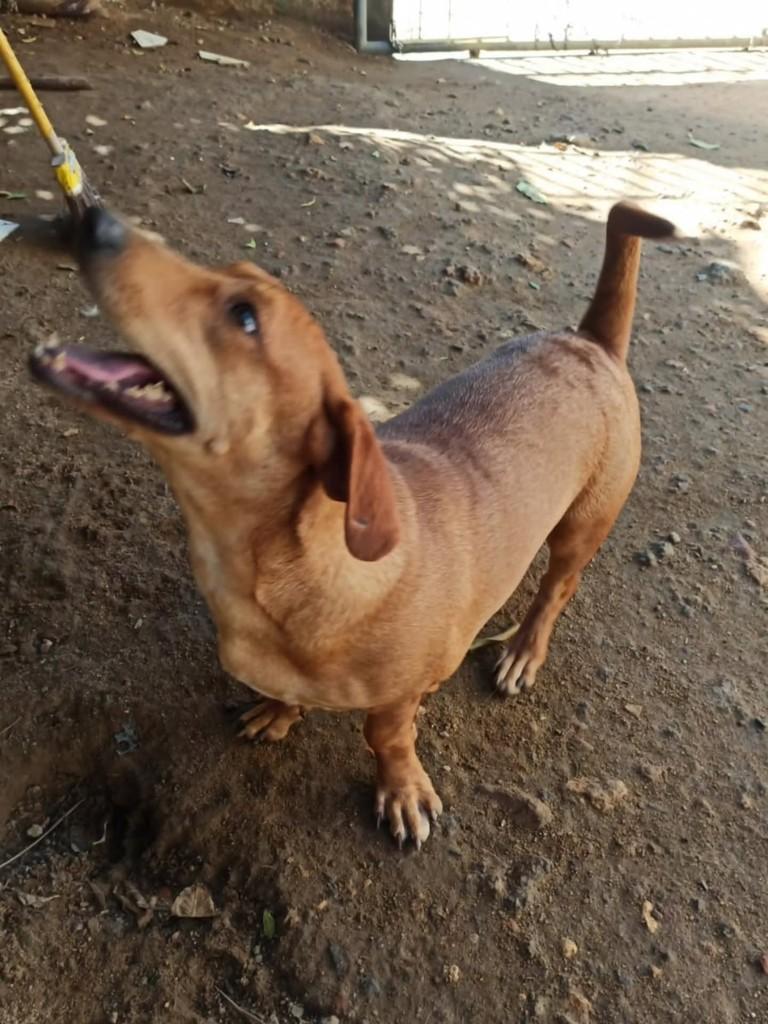 Esperança, cadela de porte médio para adoção em Vila Velha - ES
