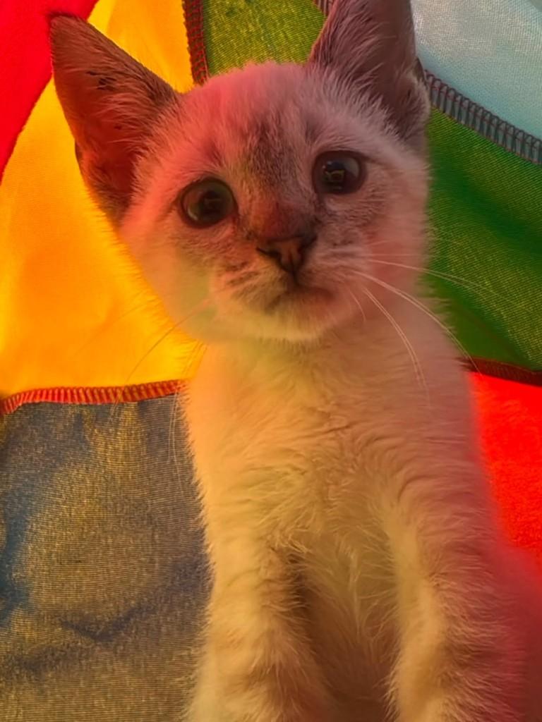 Mingau, gato de porte médio para adoção em Vila Velha - ES