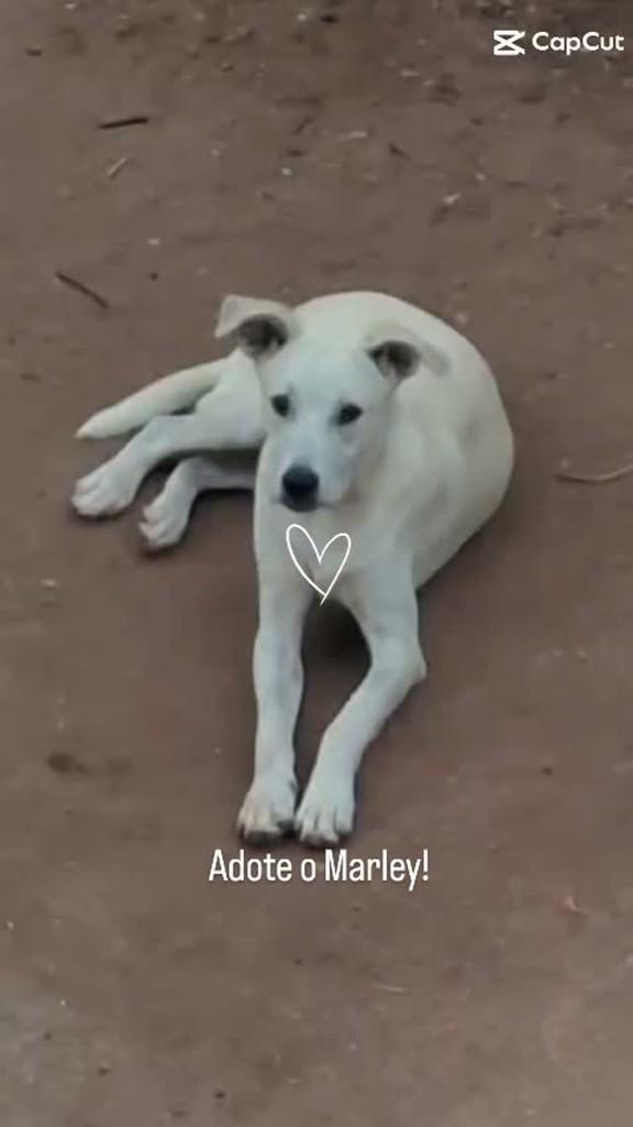 Marley, cachorro de porte médio para adoção em Vila Velha - ES
