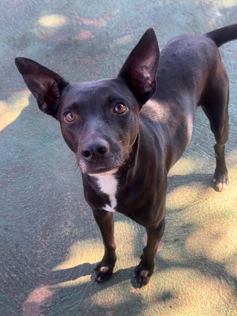 Dudu, cachorro de porte médio para adoção em Vila Velha - ES