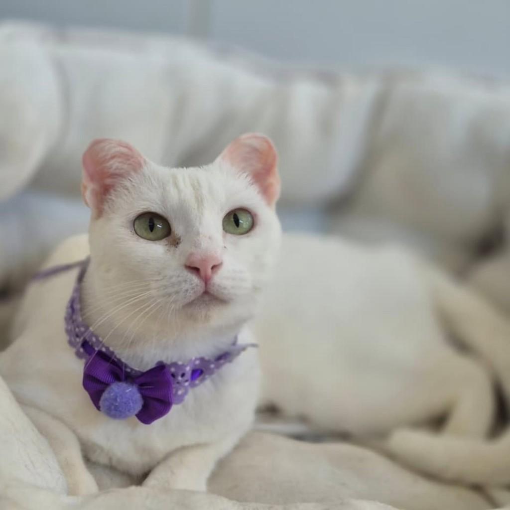 Clarinha, gata de porte médio para adoção em Vila Velha - ES