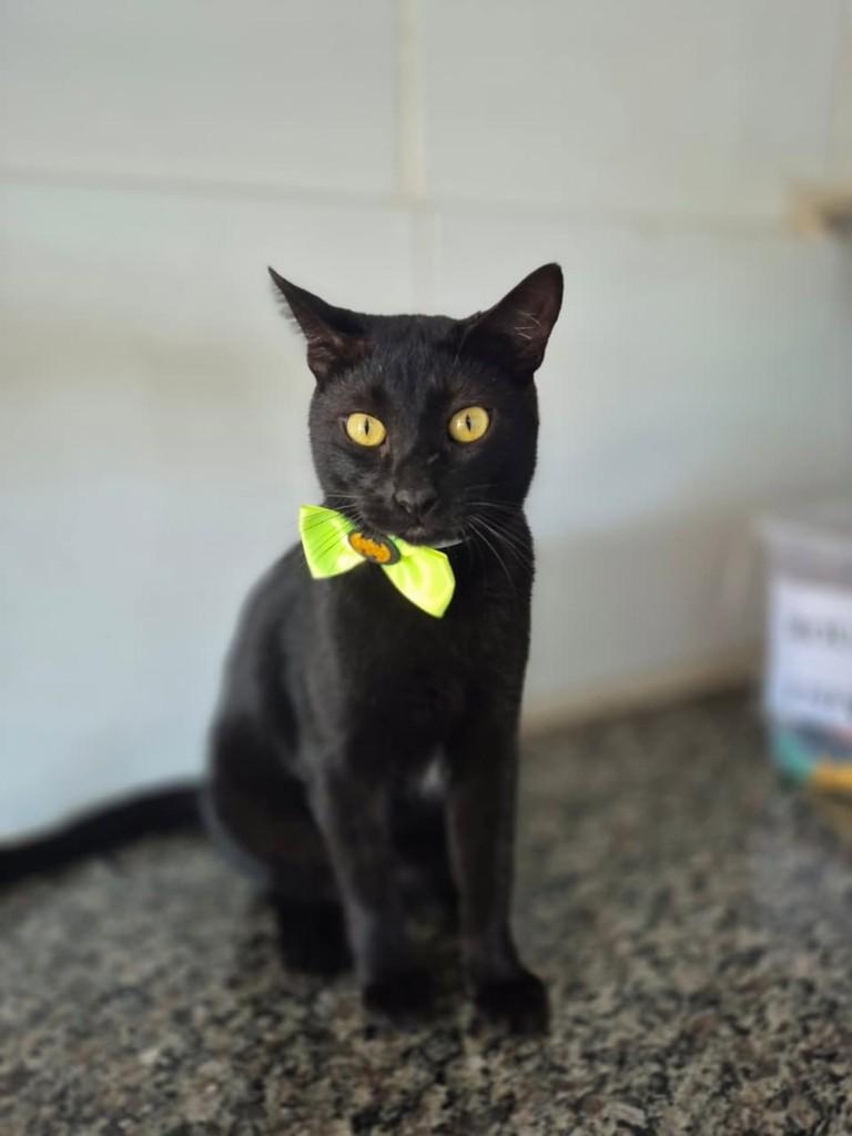 Eclipse, gato de porte médio para adoção em Vila Velha - ES