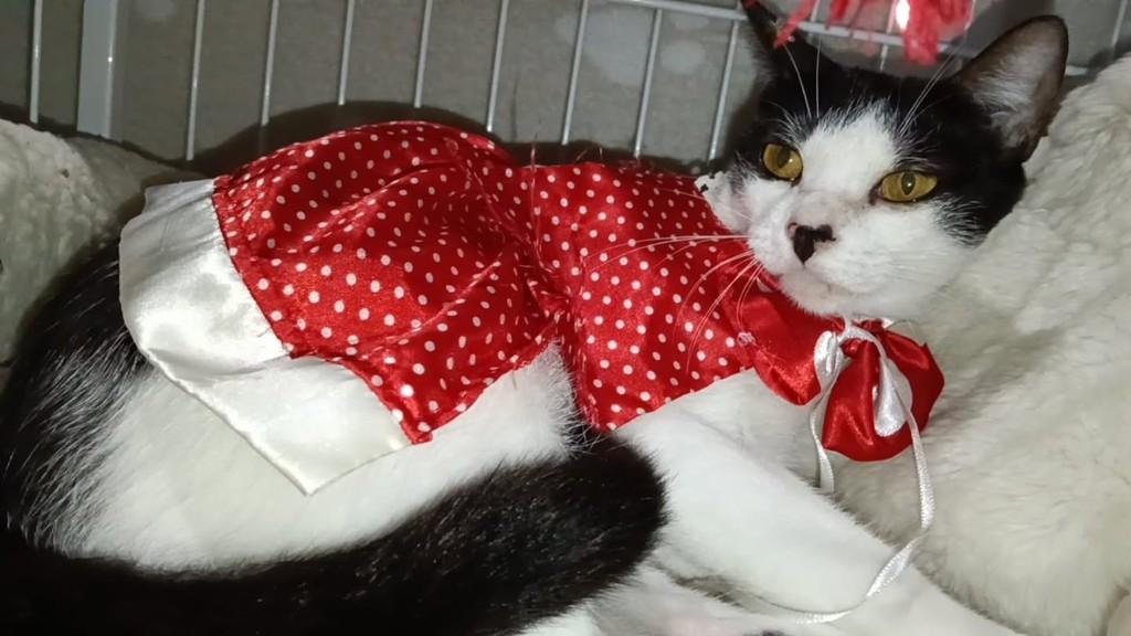 Vaquinha, gata de porte médio para adoção em Vila Velha - ES