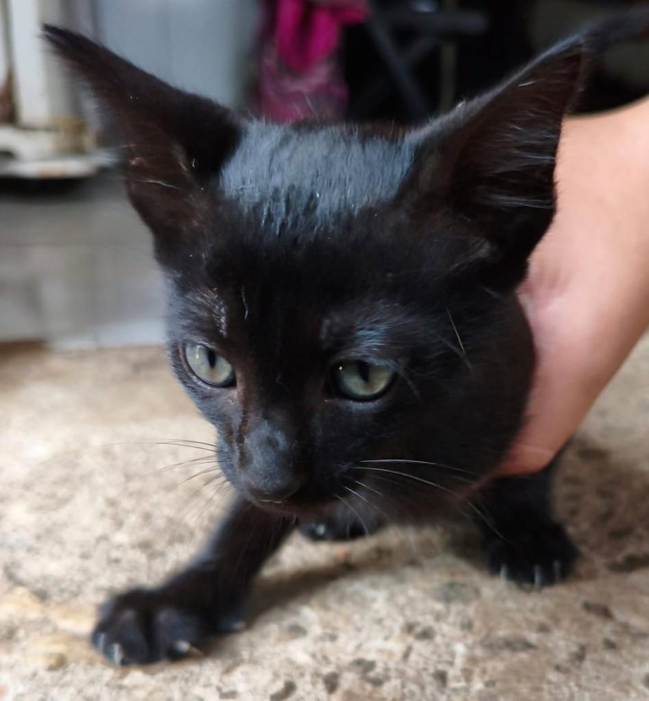 Isabel, gata de porte médio para adoção em Vila Velha - ES