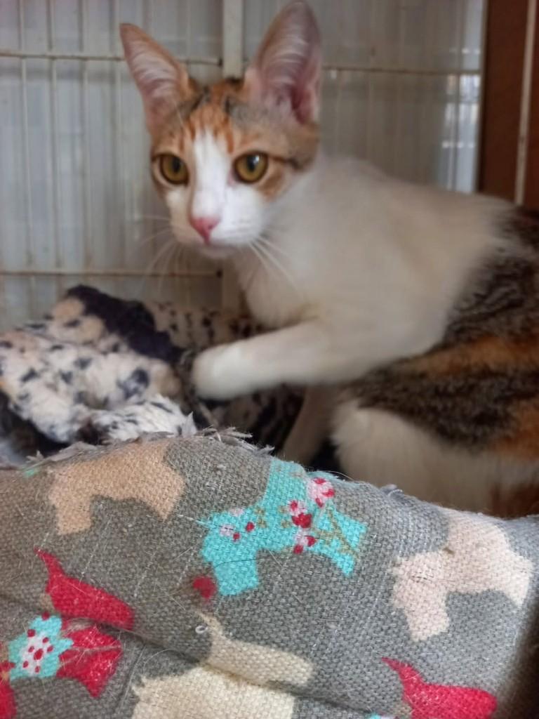 Charlotte, gata de porte médio para adoção em Vila Velha - ES
