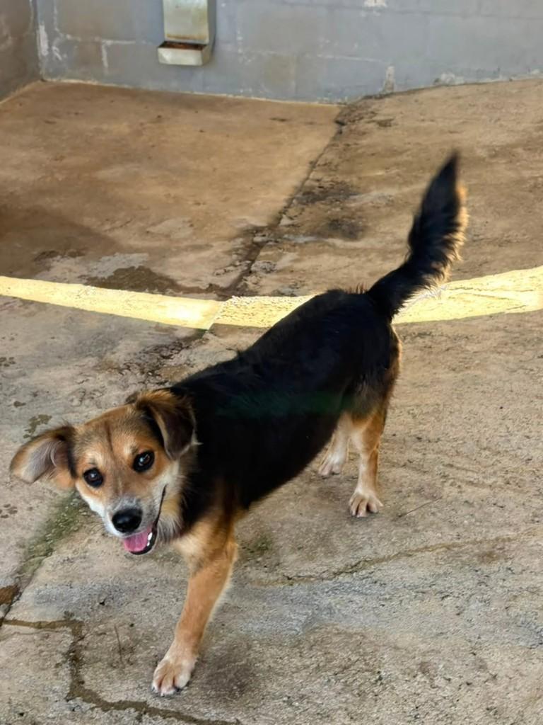 Marcelo, cachorro de porte médio para adoção em Vila Velha - ES