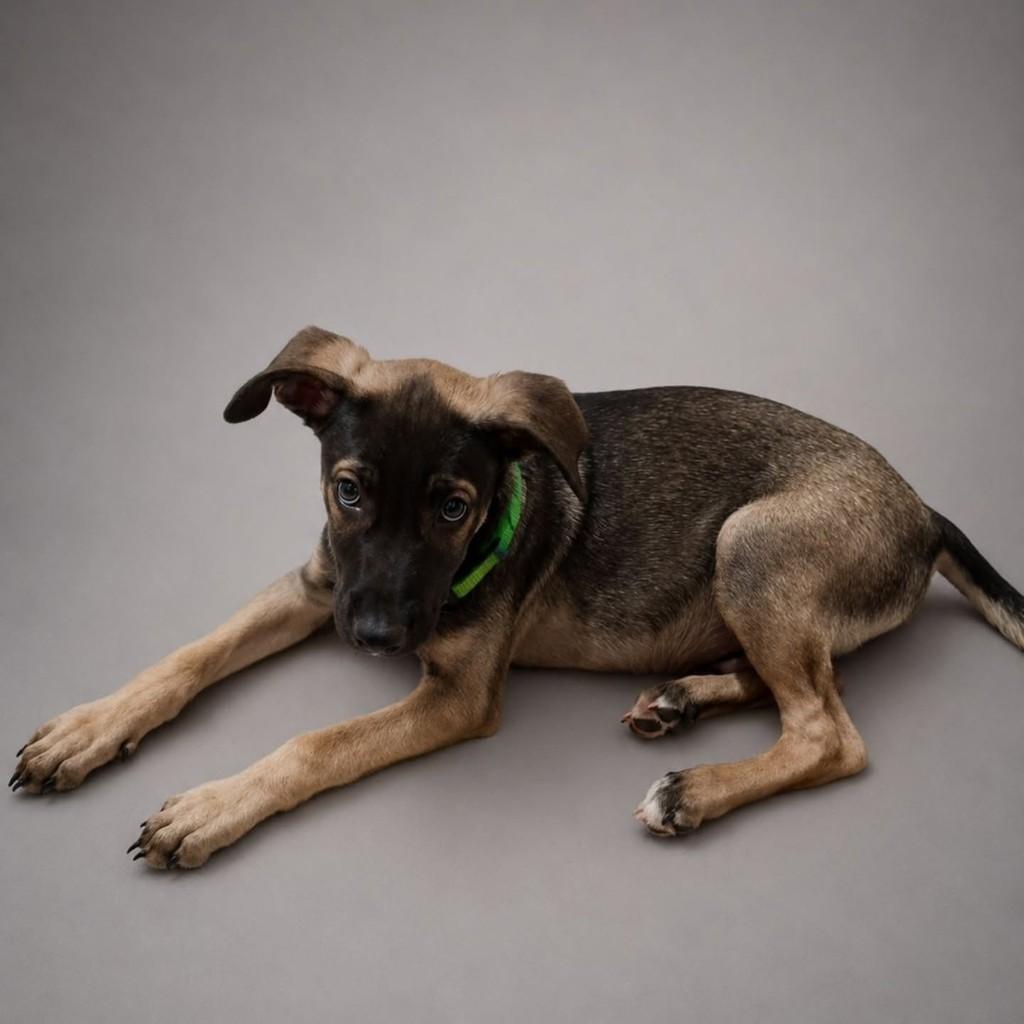 Kiko, cachorro de porte médio para adoção em Vila Velha - ES