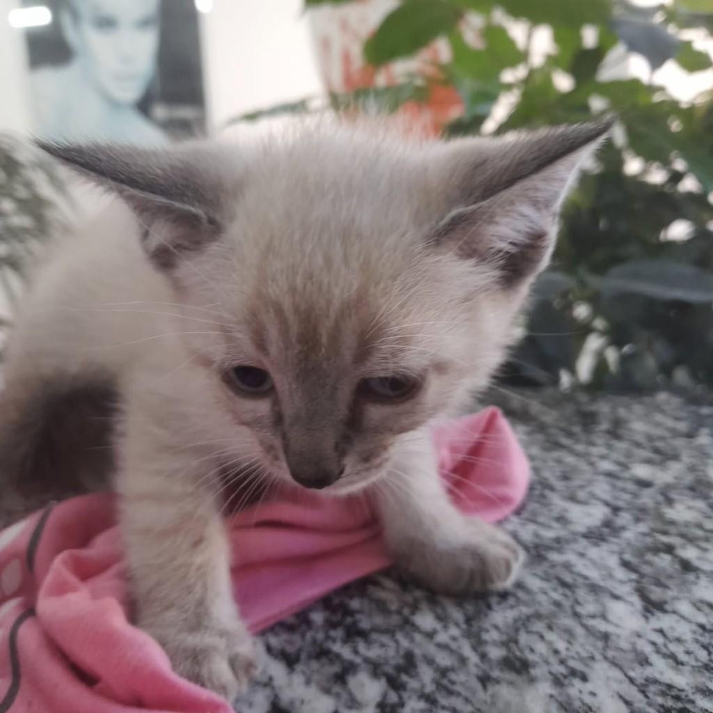 Aninha, gata de porte médio para adoção em Vila Velha - ES